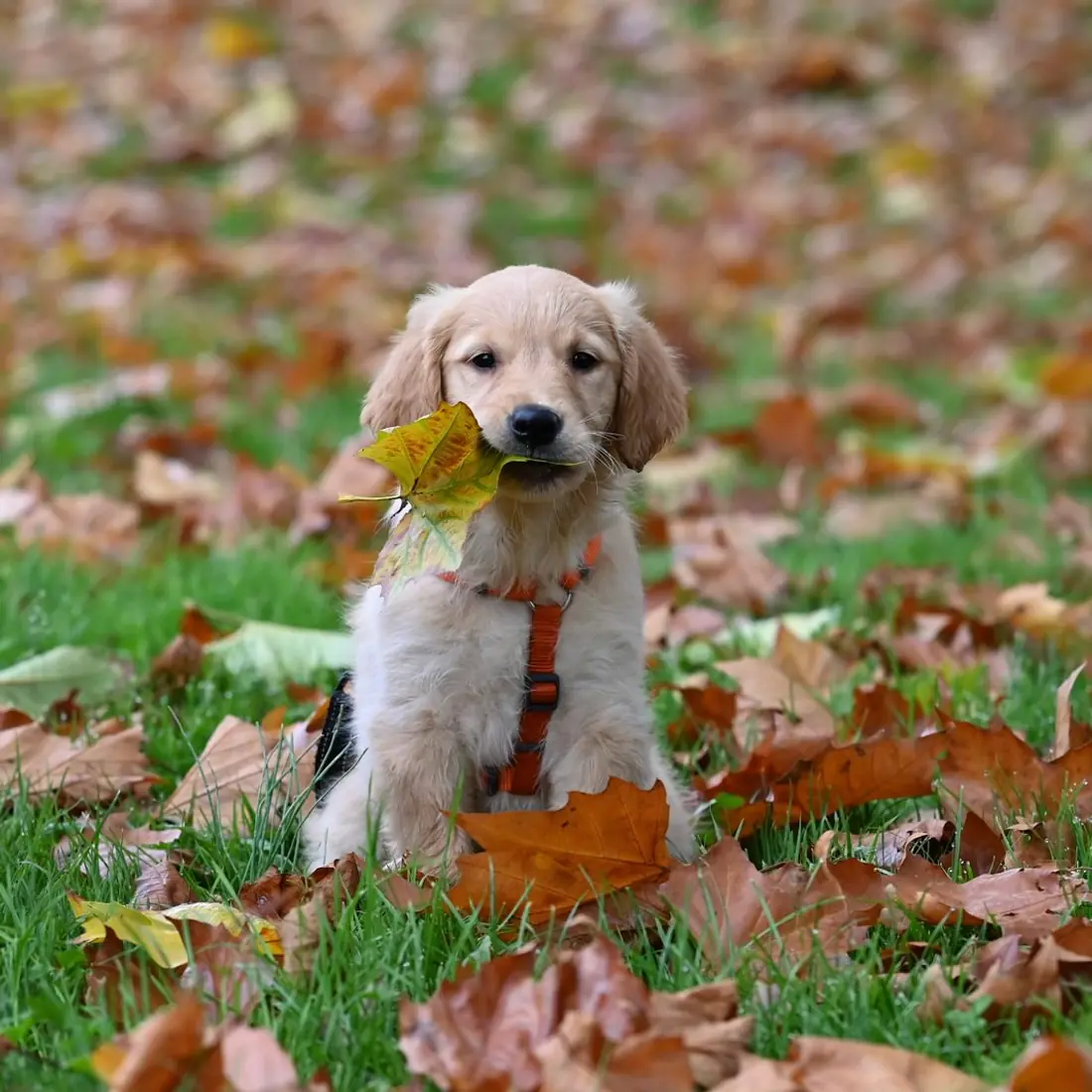 Young, healthy, playful golden retriever puppy in warm autumn leaves, illustrating the Pawbiotix dog probiotic review